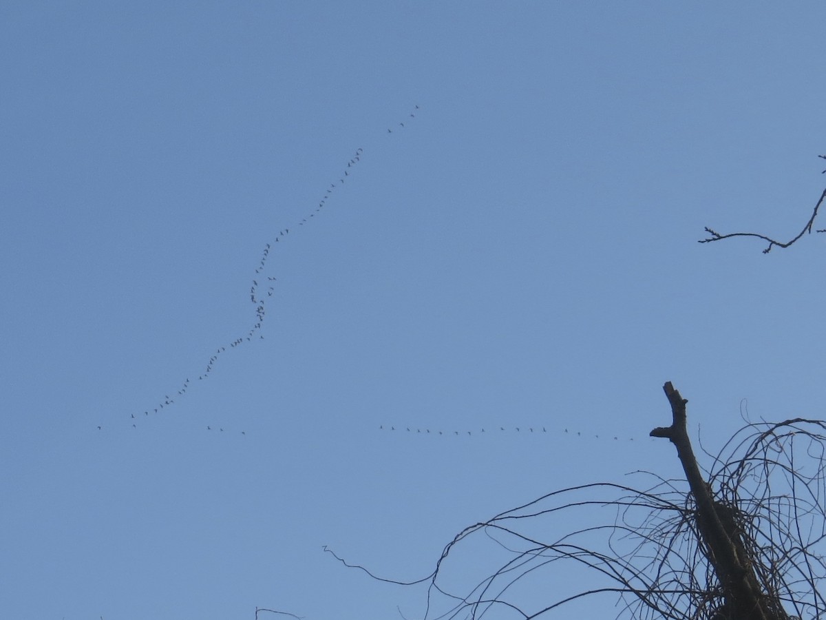 Canada Goose - ML647177639