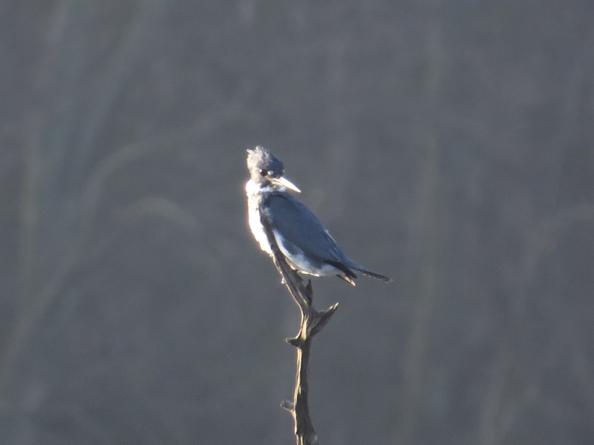 Belted Kingfisher - ML647177646