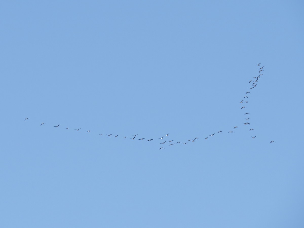 Canada Goose - ML647177648