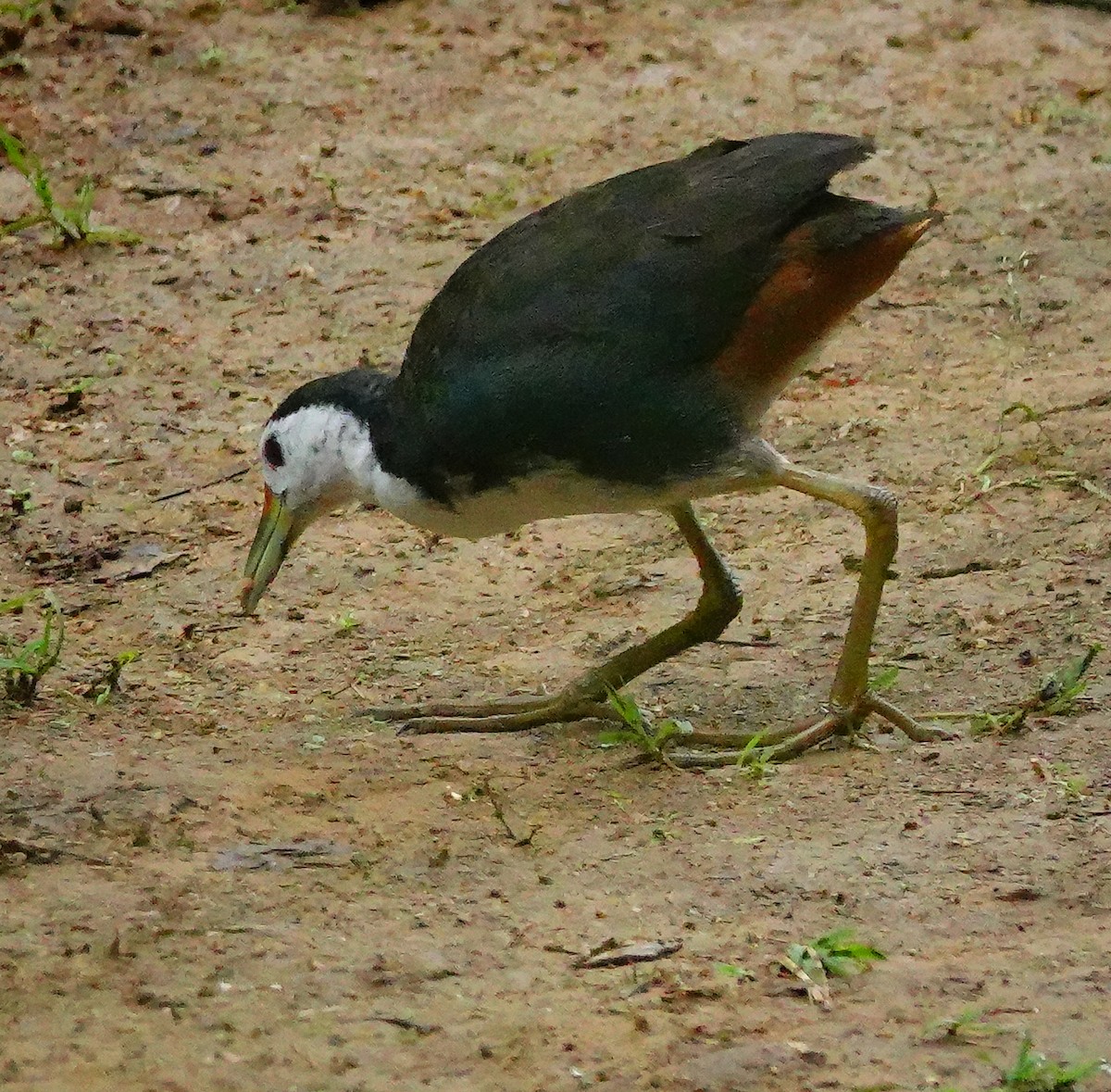 White-breasted Waterhen - ML647177653