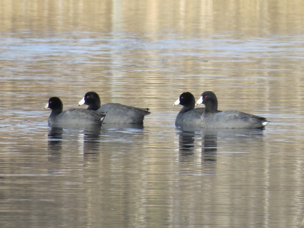 American Coot - ML647177654
