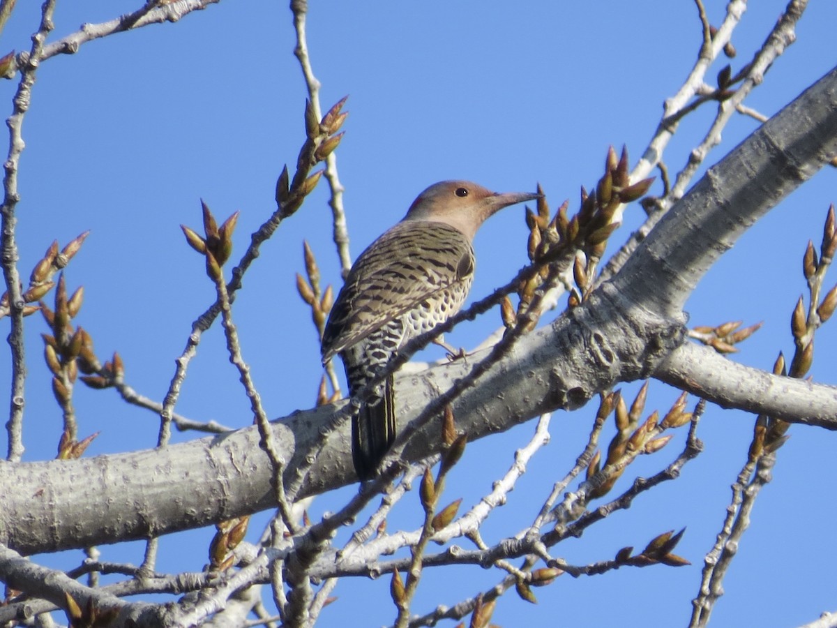 Northern Flicker - ML647177656