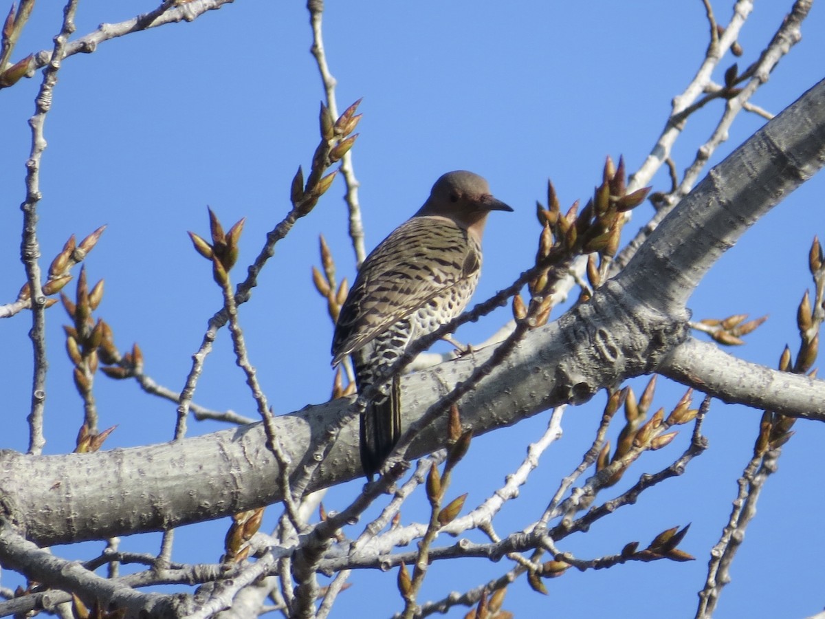 Northern Flicker - ML647177657