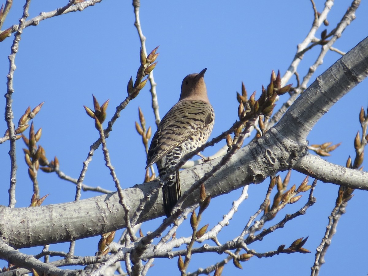 Northern Flicker - ML647177658