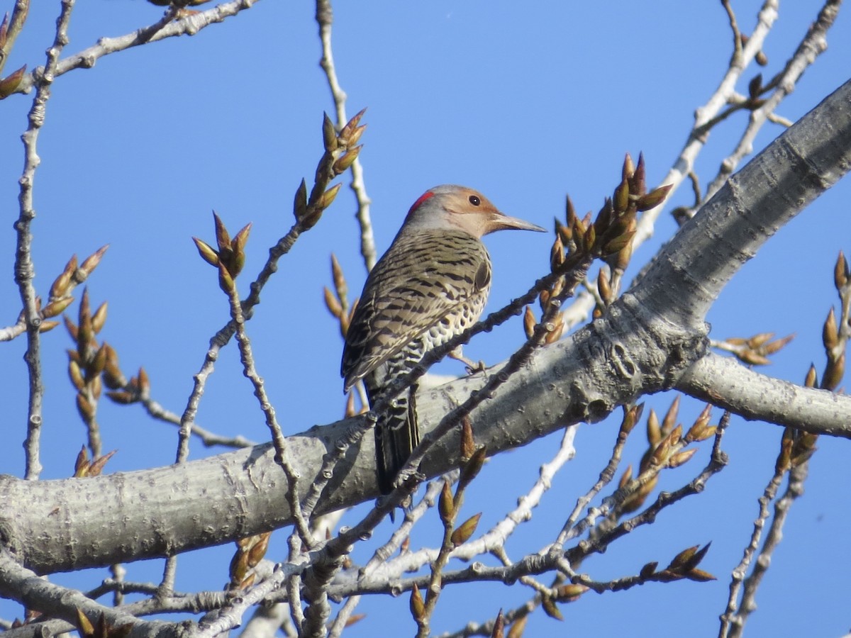 Northern Flicker - ML647177659