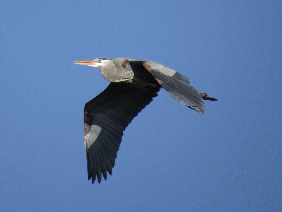 Great Blue Heron - ML647177662