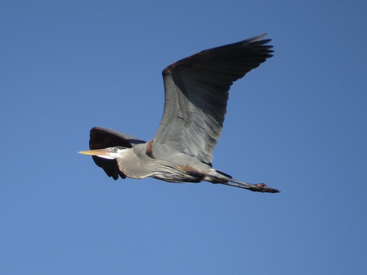 Great Blue Heron - ML647177663