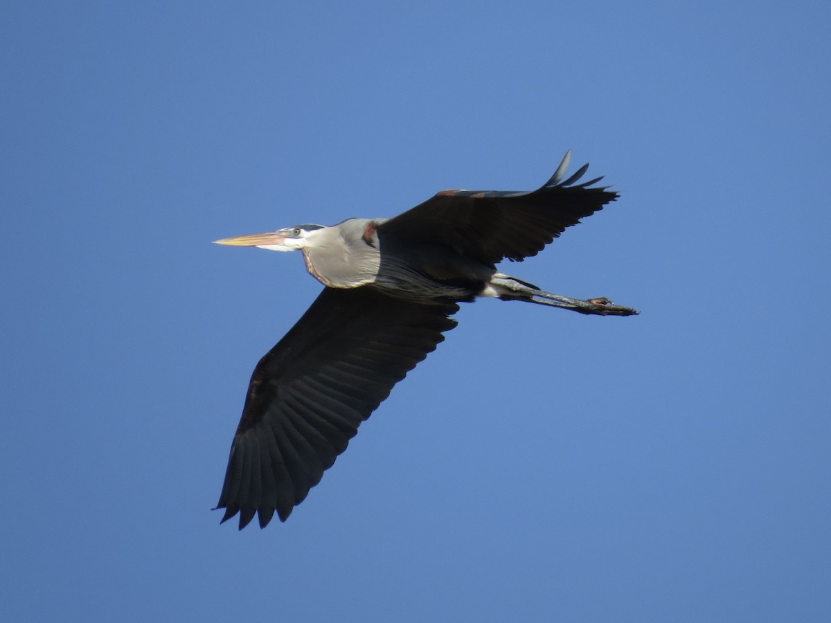 Great Blue Heron - ML647177664