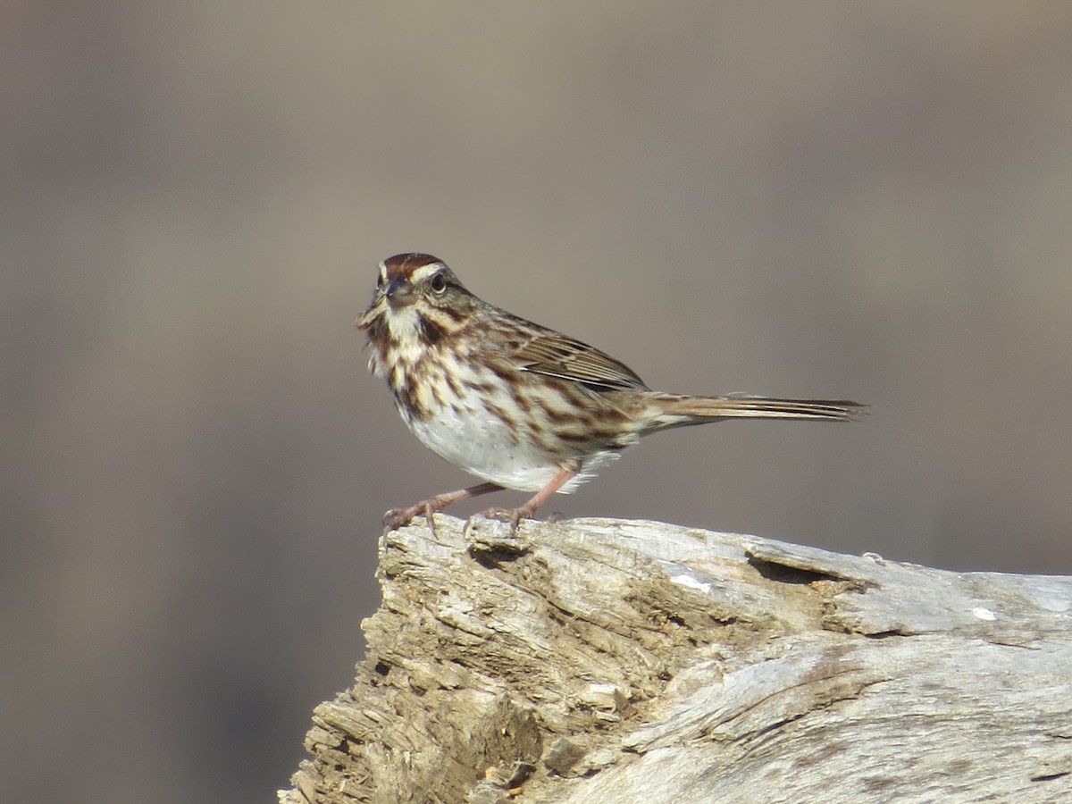 Song Sparrow - ML647177665