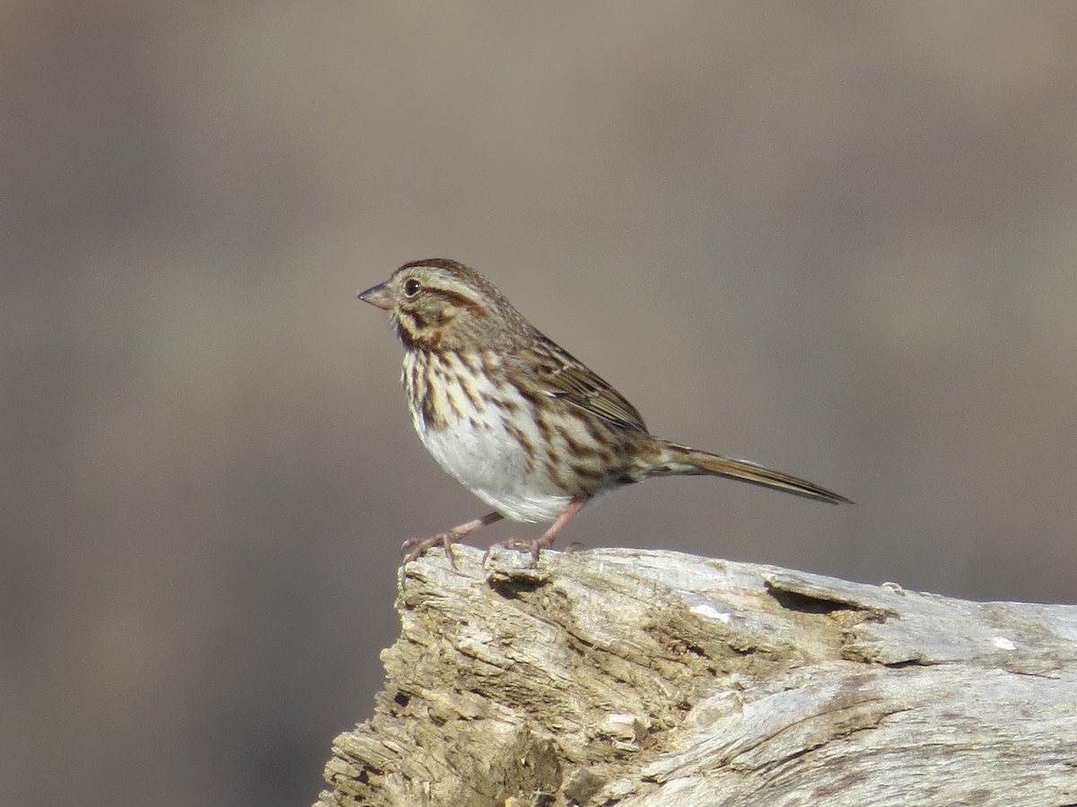 Song Sparrow - ML647177666
