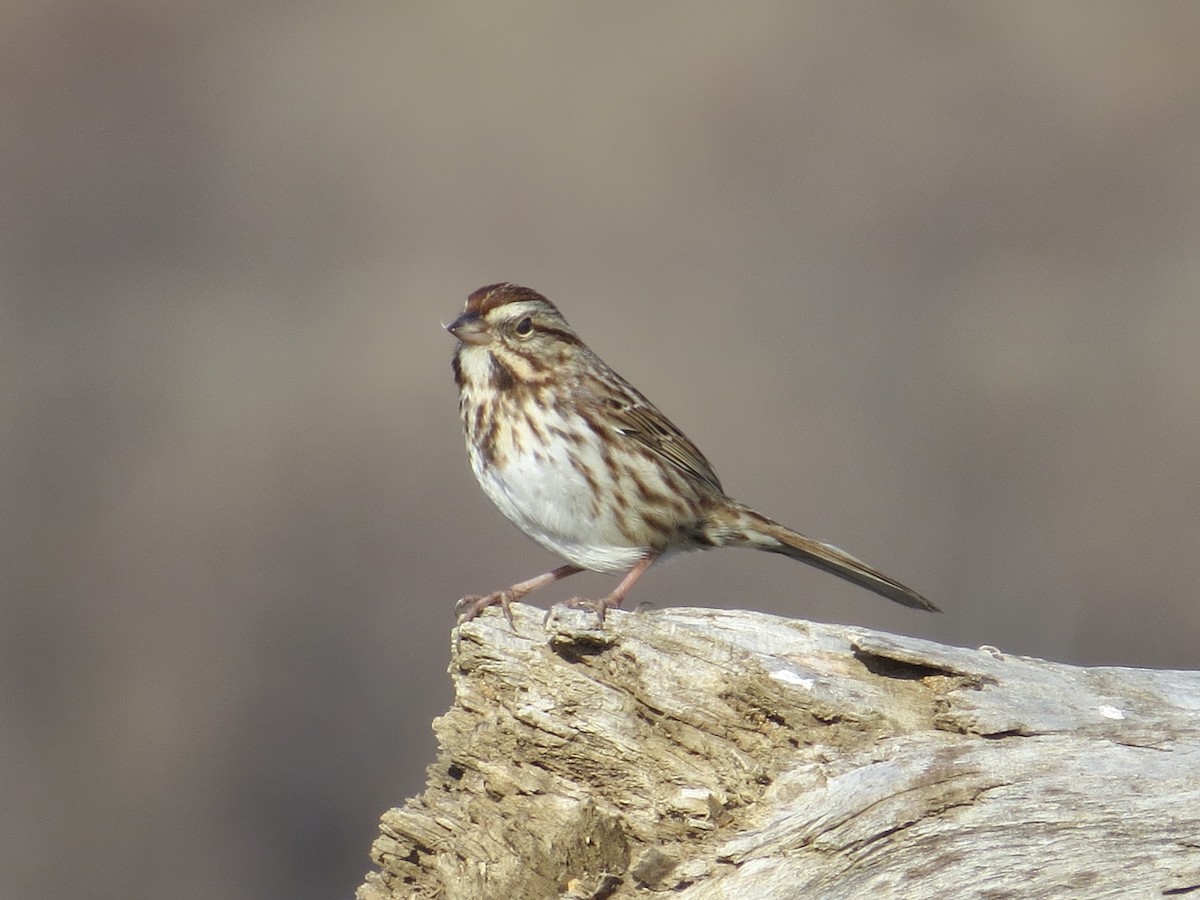 Song Sparrow - ML647177667
