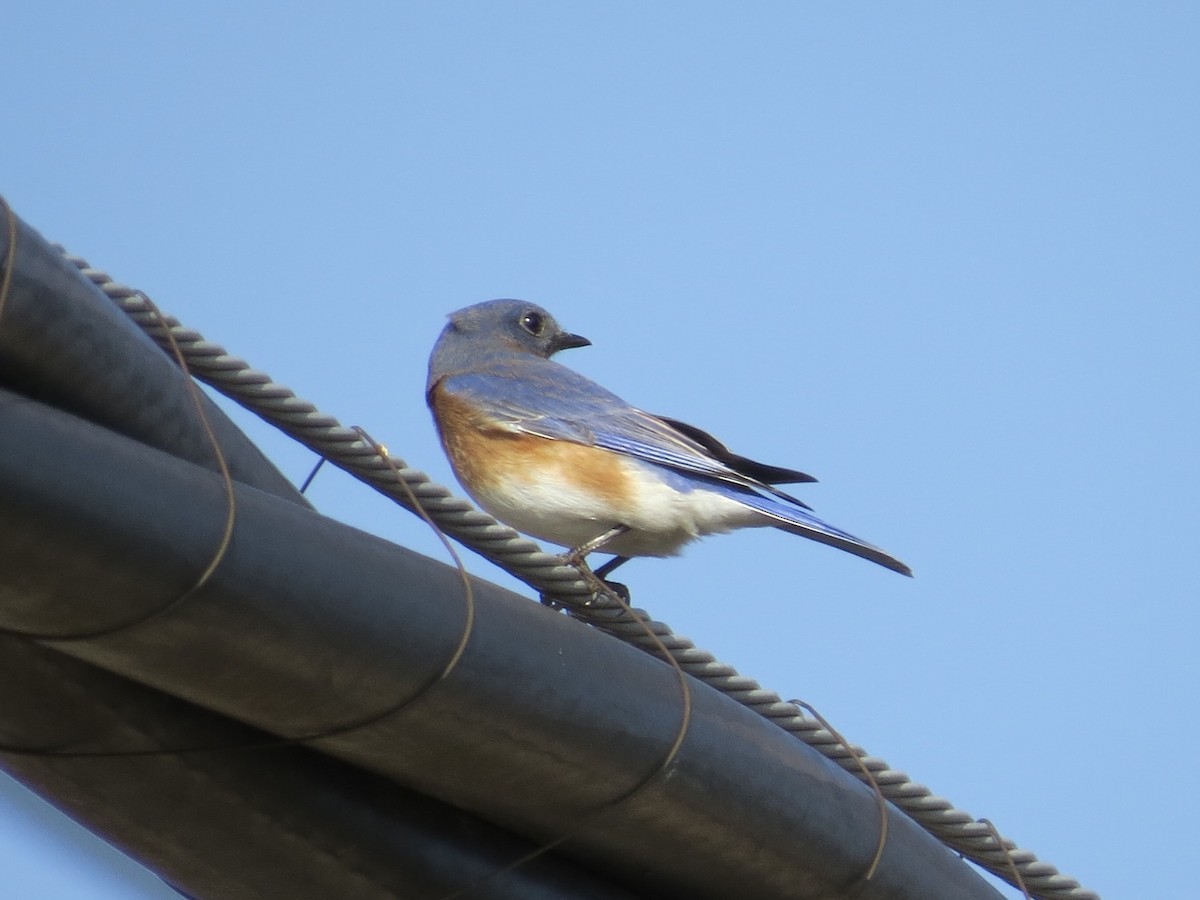 Eastern Bluebird - ML647177669