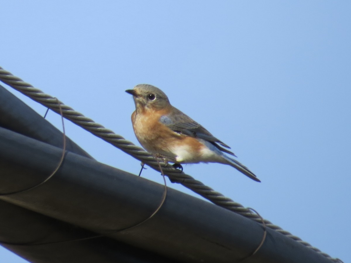 Eastern Bluebird - ML647177670