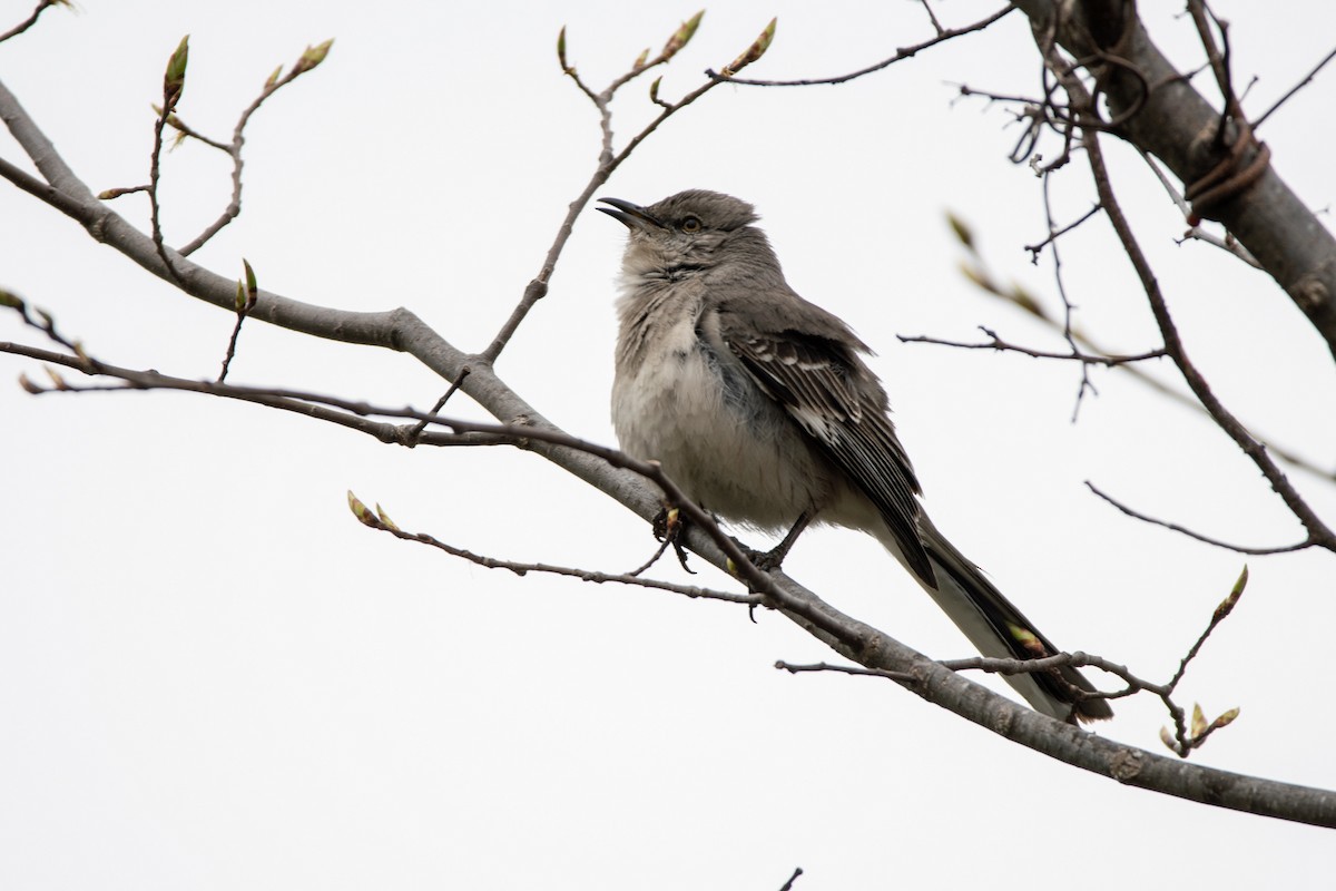 Kuzeyli Taklitçi - ML647177671