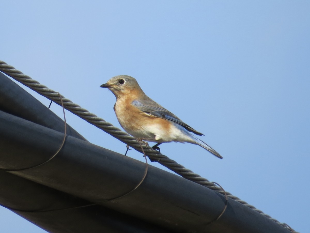 Eastern Bluebird - ML647177672