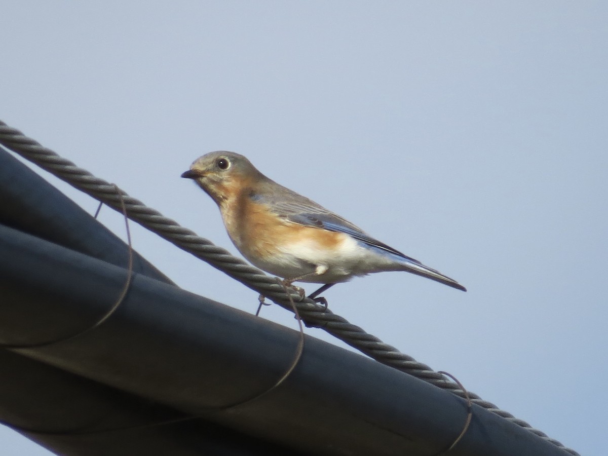 Eastern Bluebird - ML647177673