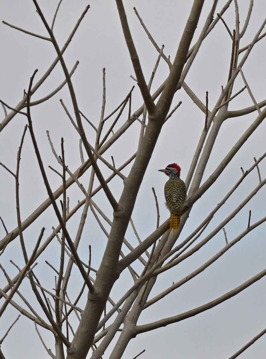 datel núbijský - ML647177674