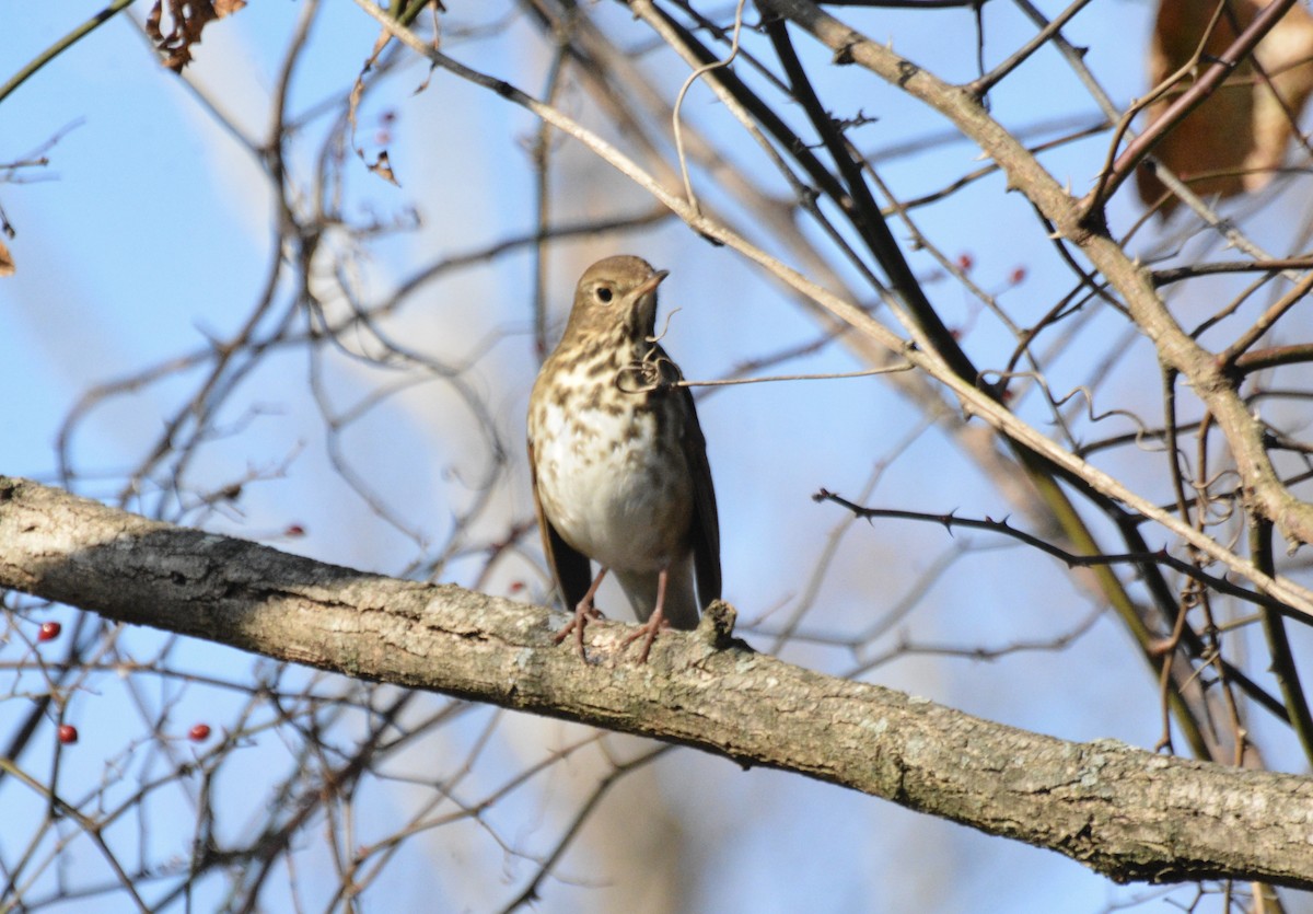 Дрізд-короткодзьоб плямистоволий - ML647177675