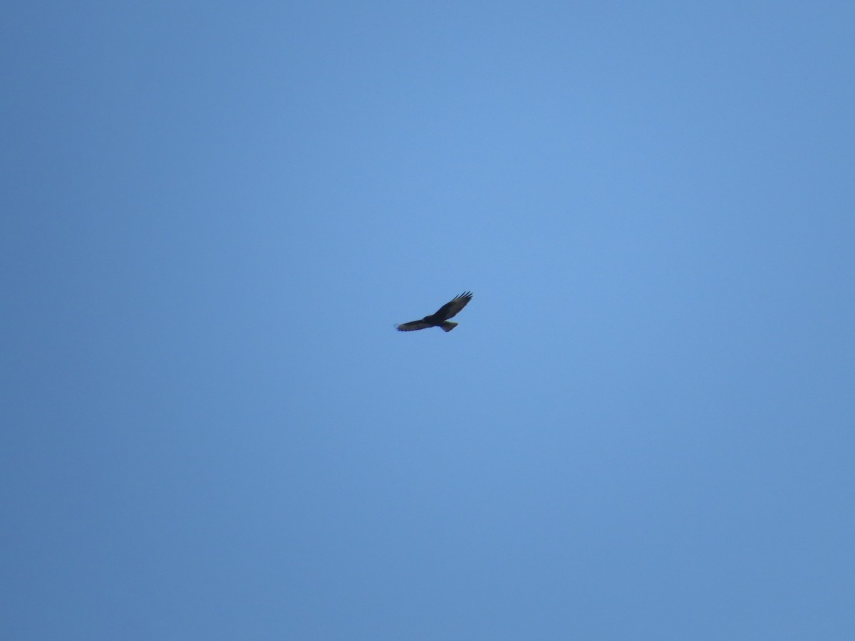 Short-tailed Hawk - ML647177676