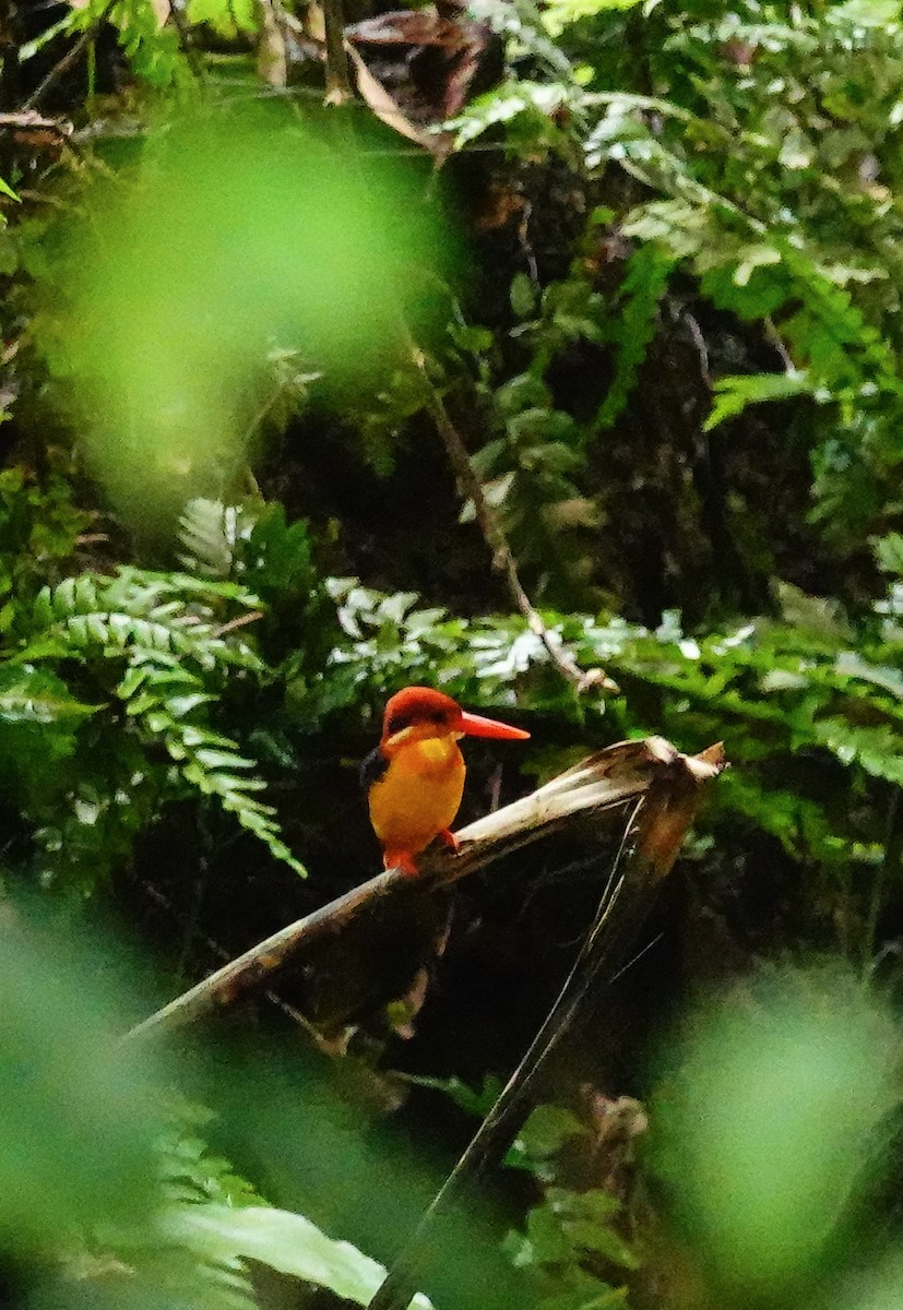 Black-backed Dwarf-Kingfisher - ML647177678