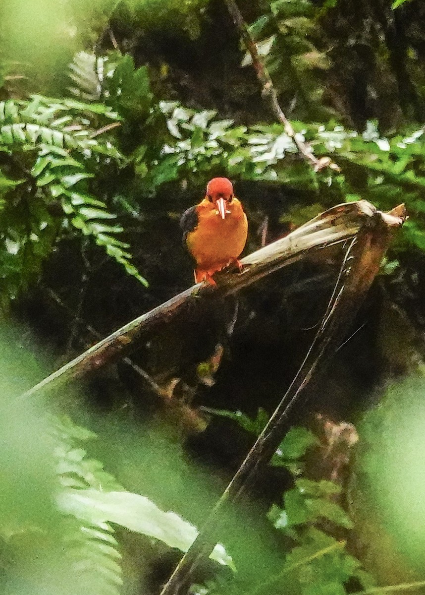 Black-backed Dwarf-Kingfisher - ML647177679