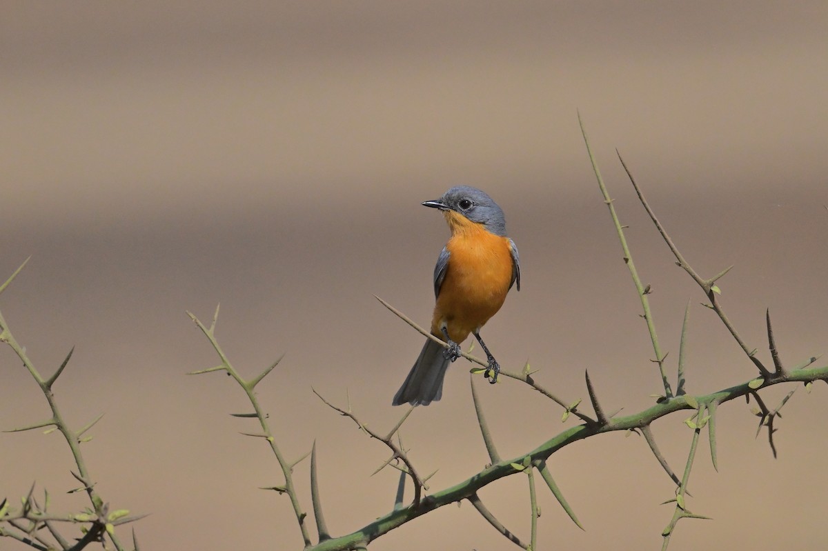 Silverbird - ML647177690