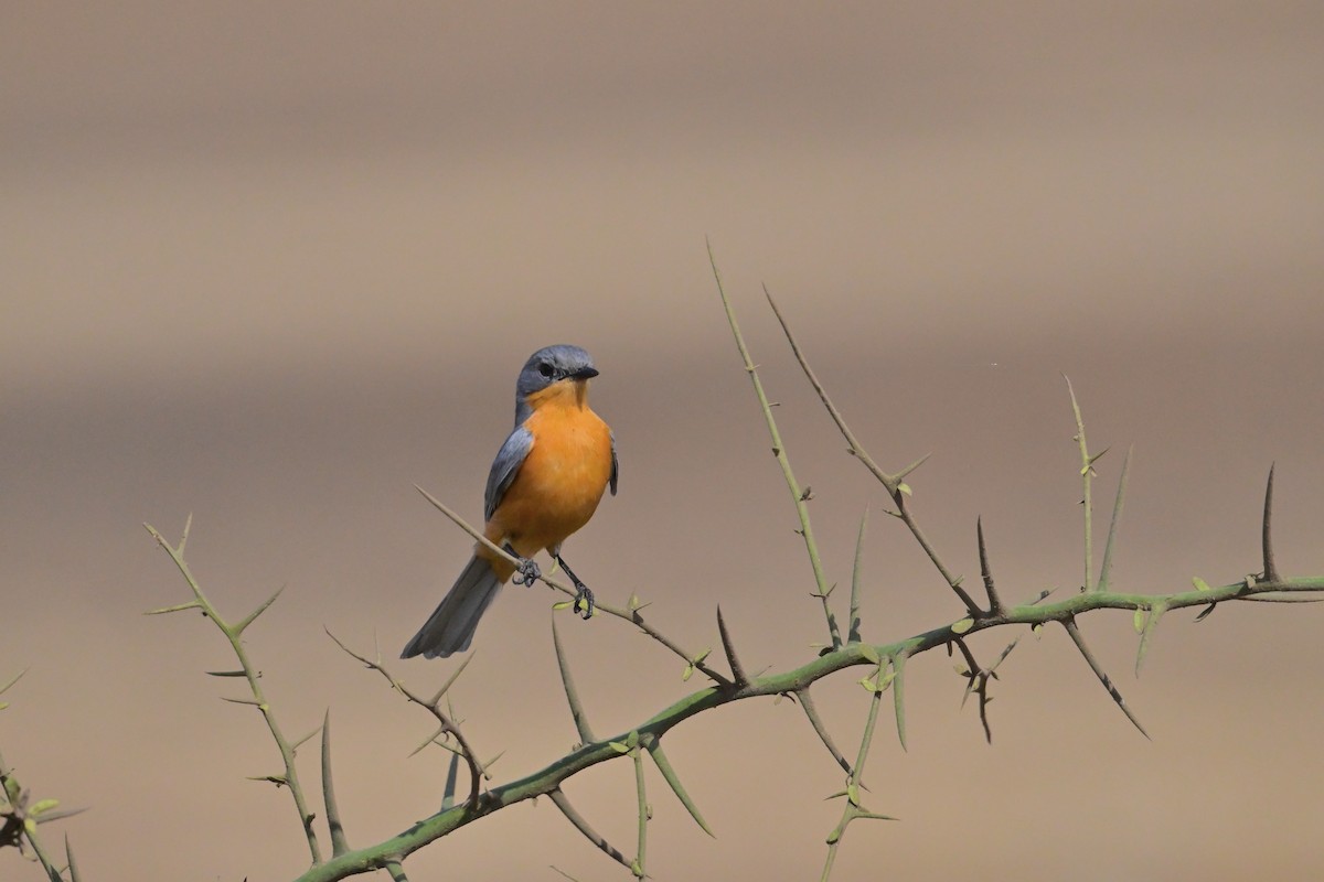 Silverbird - ML647177691