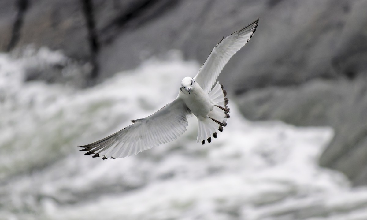 krykkje - ML647177695