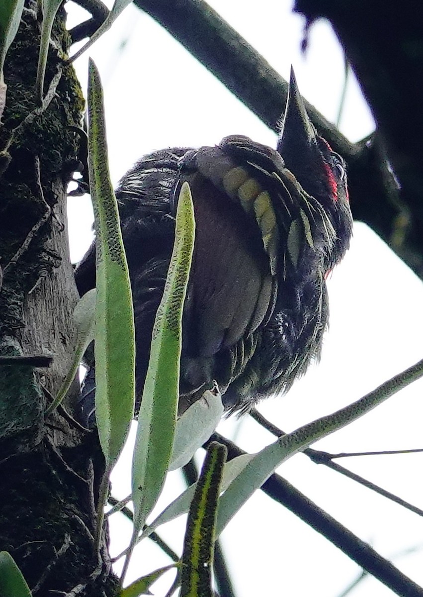 Küçük Sarıense - ML647177699