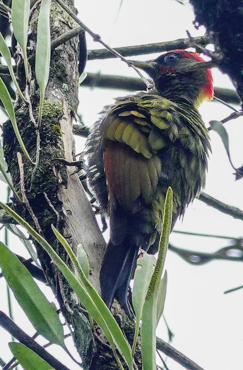 Küçük Sarıense - ML647177700