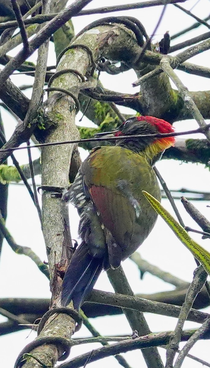 Küçük Sarıense - ML647177702