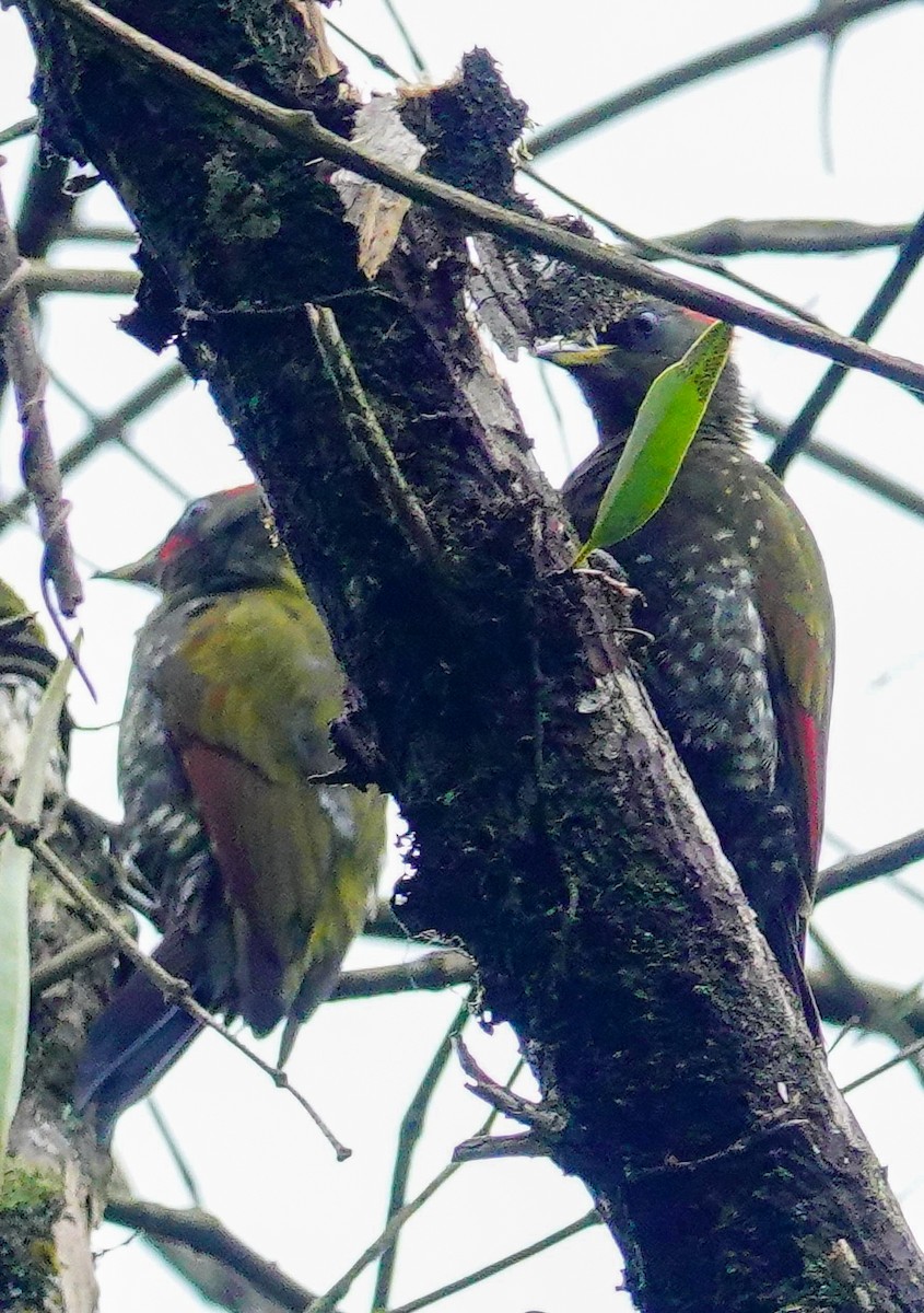 Küçük Sarıense - ML647177703