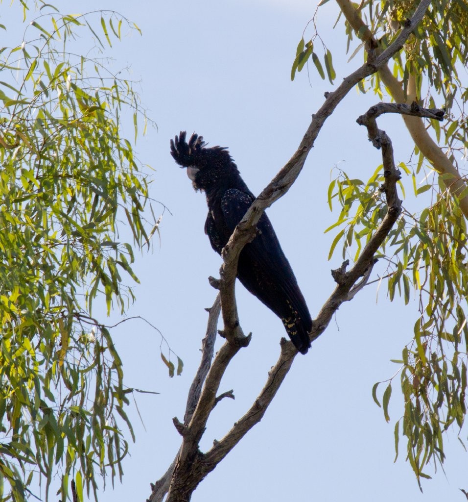 Red-tailed Black-Cockatoo - ML64717771