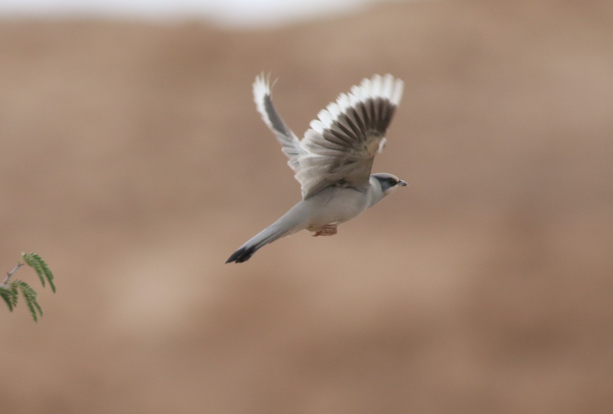 Hypocolius - ML647177738