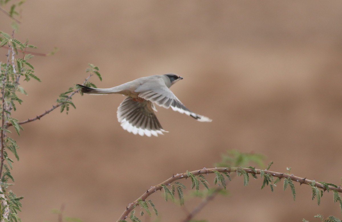 Hypocolius - ML647177739