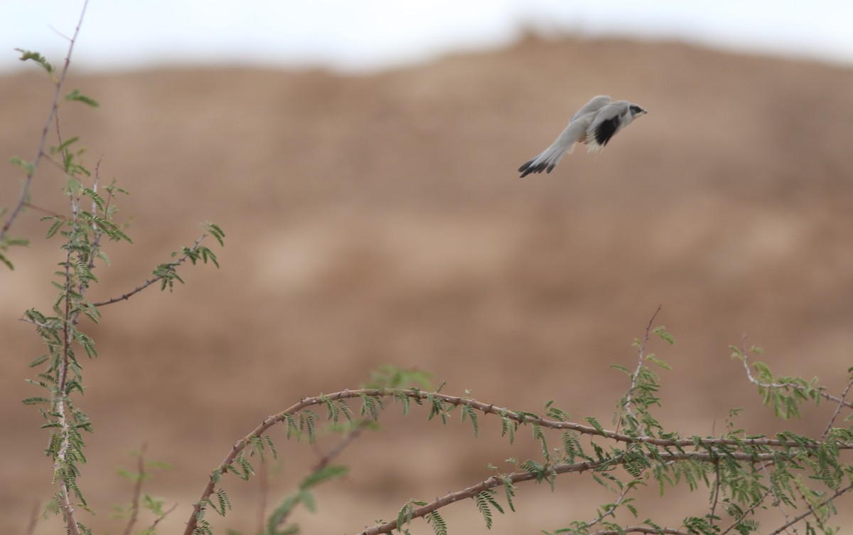 Hypocolius - ML647177740