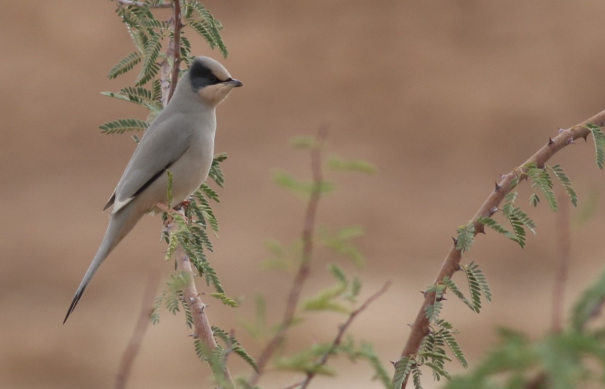 Hypocolius - ML647177741