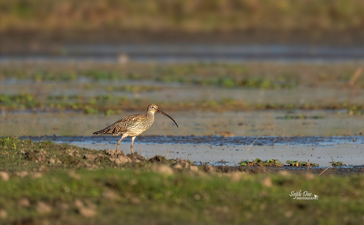 Большой кроншнеп - ML647177745