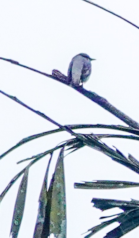 Bar-winged Flycatcher-shrike - ML647177752