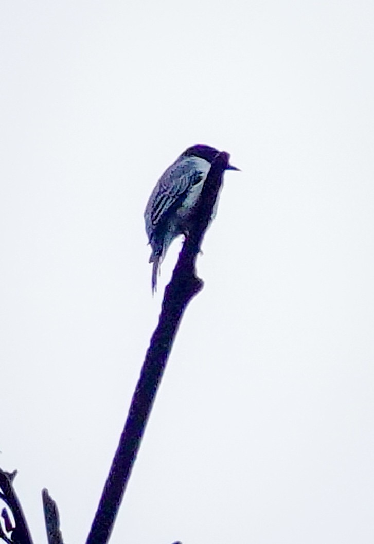 Bar-winged Flycatcher-shrike - ML647177753