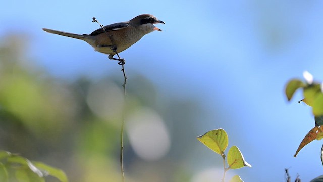 Bull-headed Shrike - ML647177762