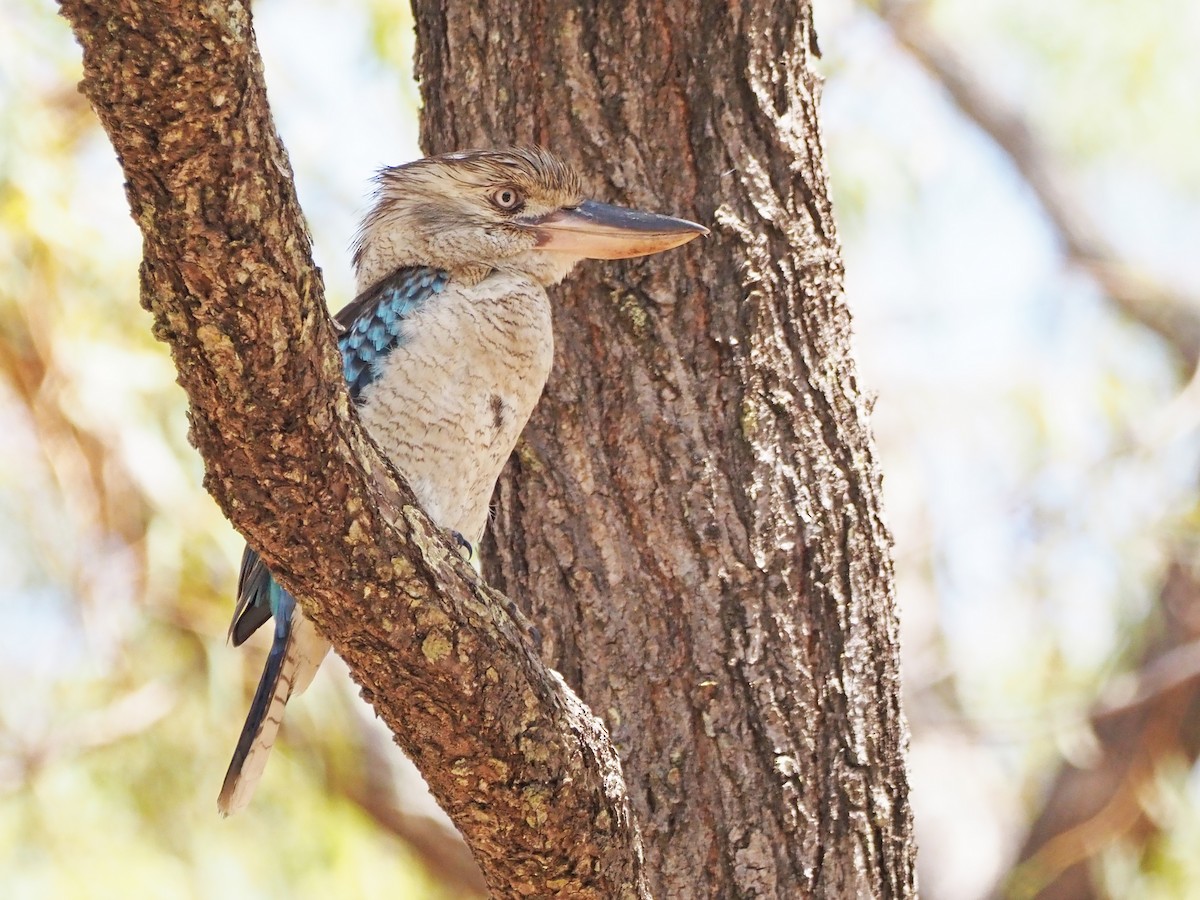 Blue-winged Kookaburra - ML647177763