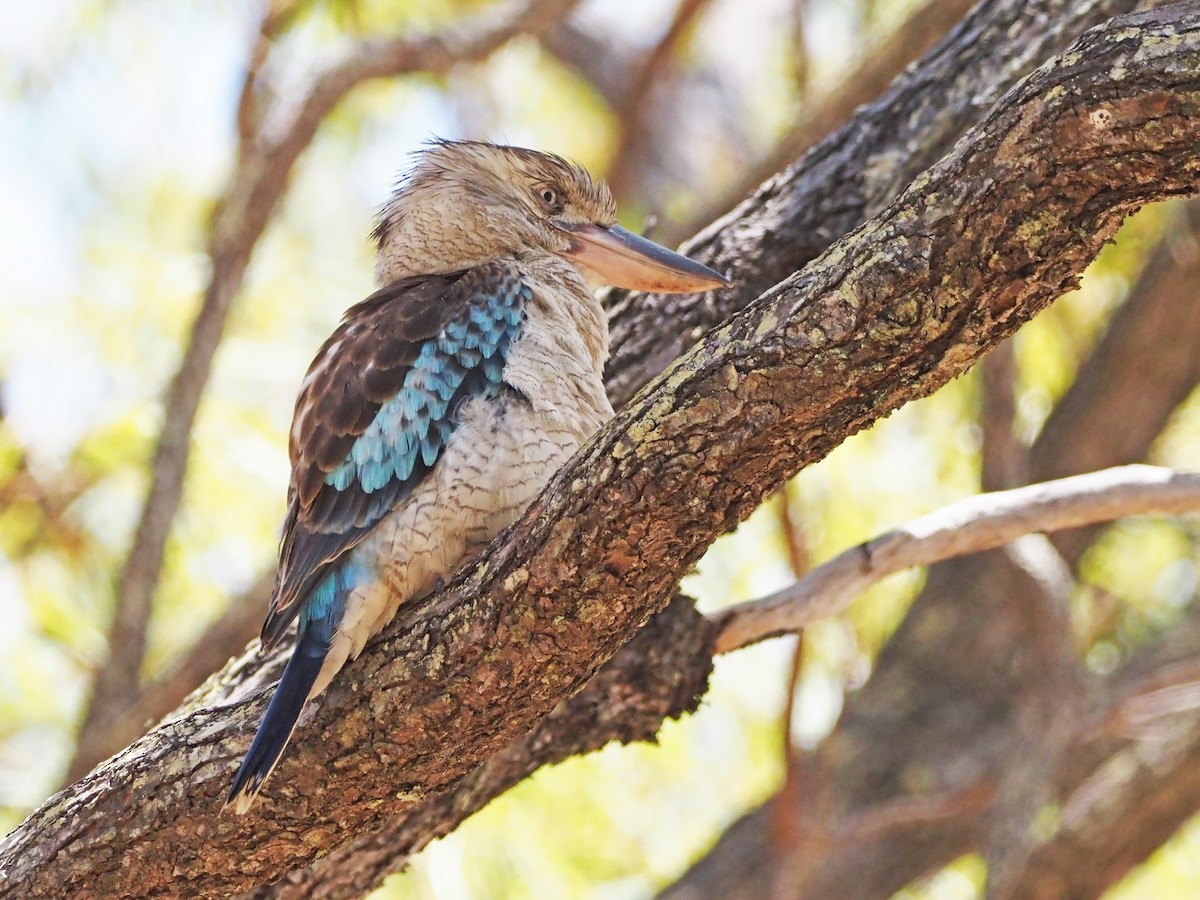 Blue-winged Kookaburra - ML647177764