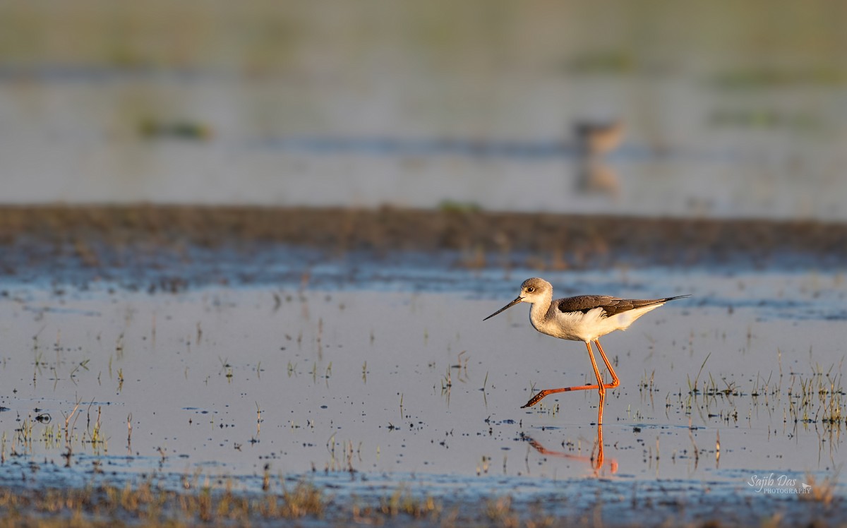 Black-winged Stilt - ML647177765