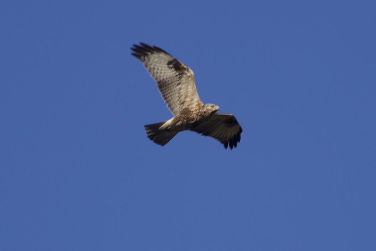 Himalayan Buzzard - ML647177777