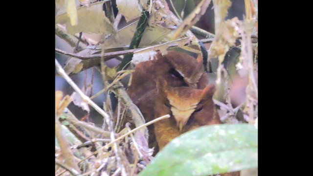 Serendib Scops-Owl - ML647177785