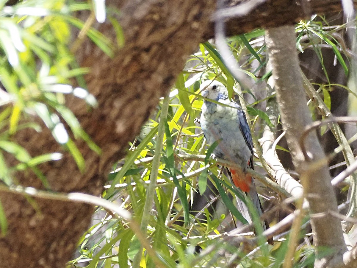 rosela žlutohlavá - ML647177804