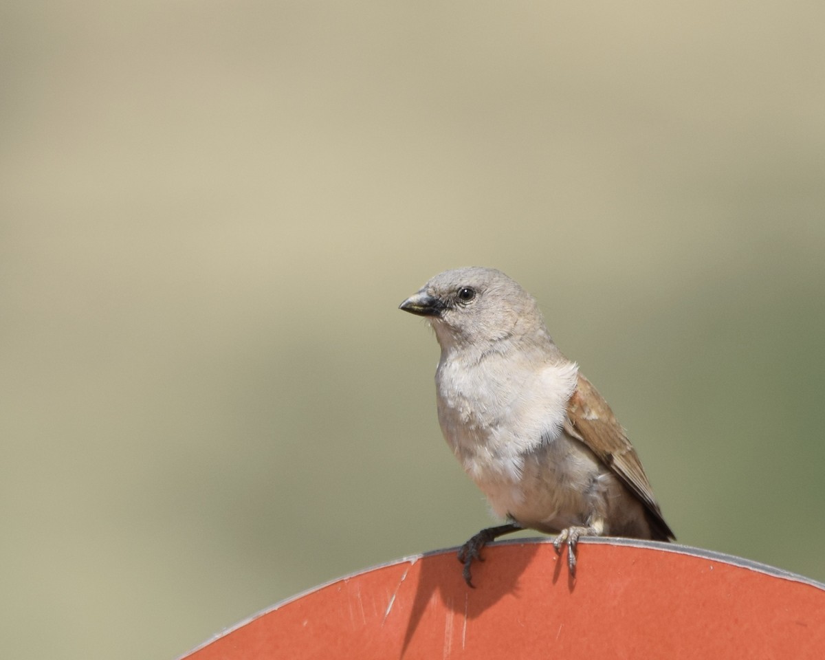 Southern Gray-headed Sparrow - ML647177805