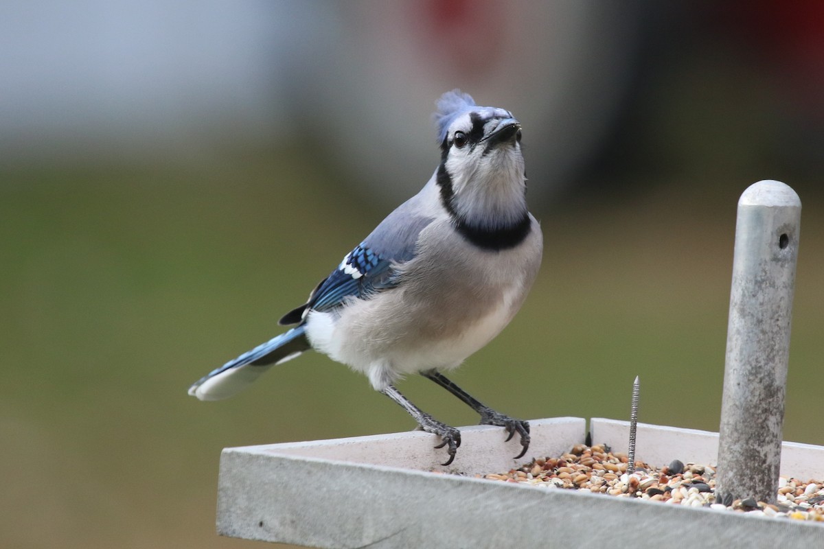 Blue Jay - ML647177806
