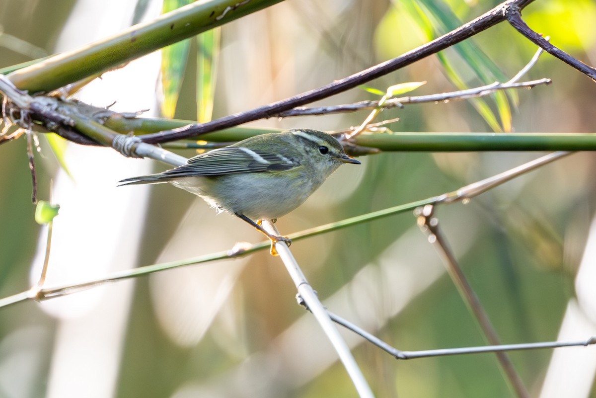 Yellow-browed Warbler - ML647177807